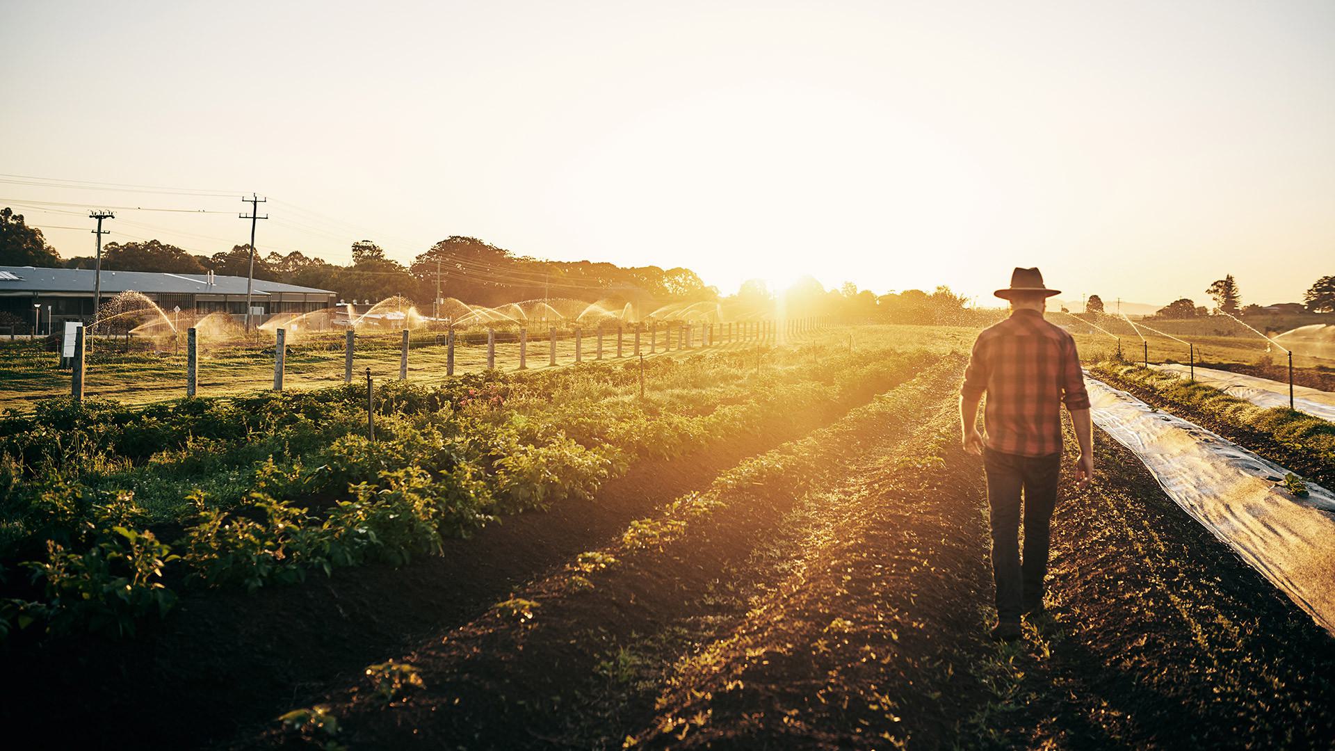Food and Agriculture 1920x1080